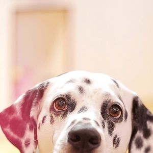 Meet your Posher, Sidney